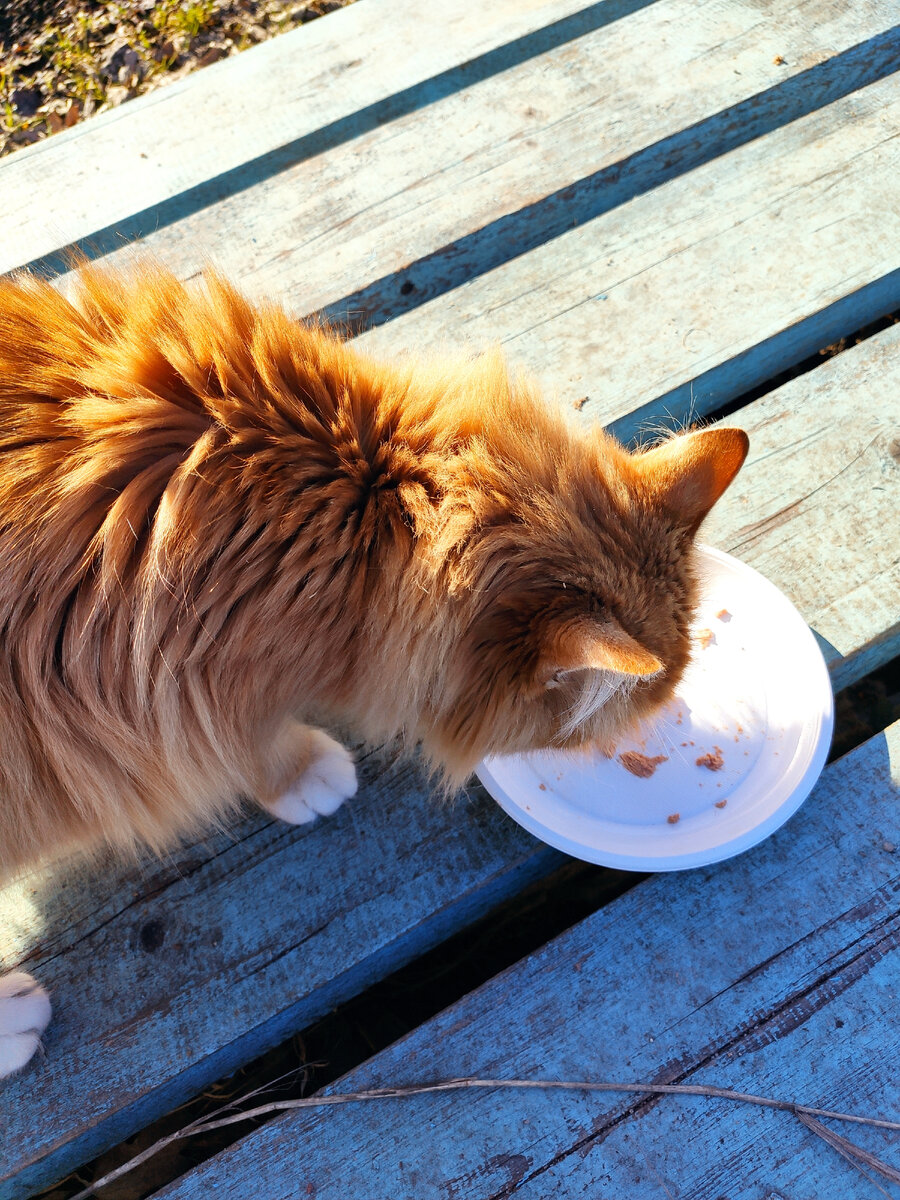 Лиза кушала по расписанию