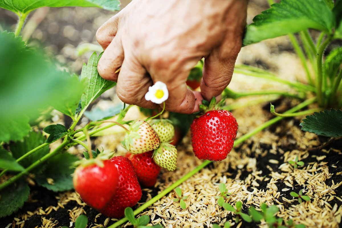 Клубника, выращенная в Краснодарском крае / © РИА Новости/Виталий Тимкив