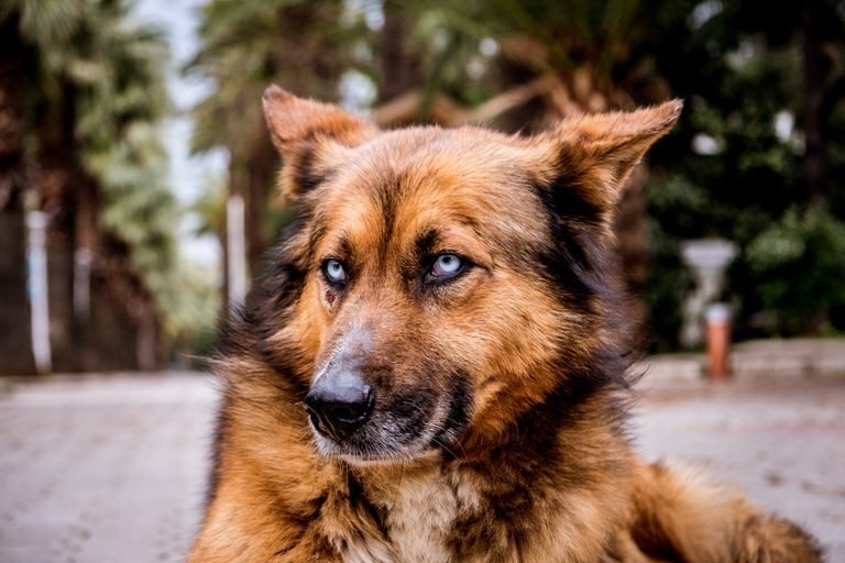 Происхождение американской акиты