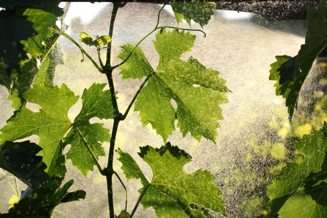 Оидиум винограда: предупреждаем, распознаем, лечим | Вики Терра - Сад и  огород | Дзен