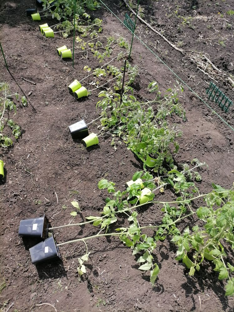 Высадка томатов, самые длинные - Де Барао, фото автора