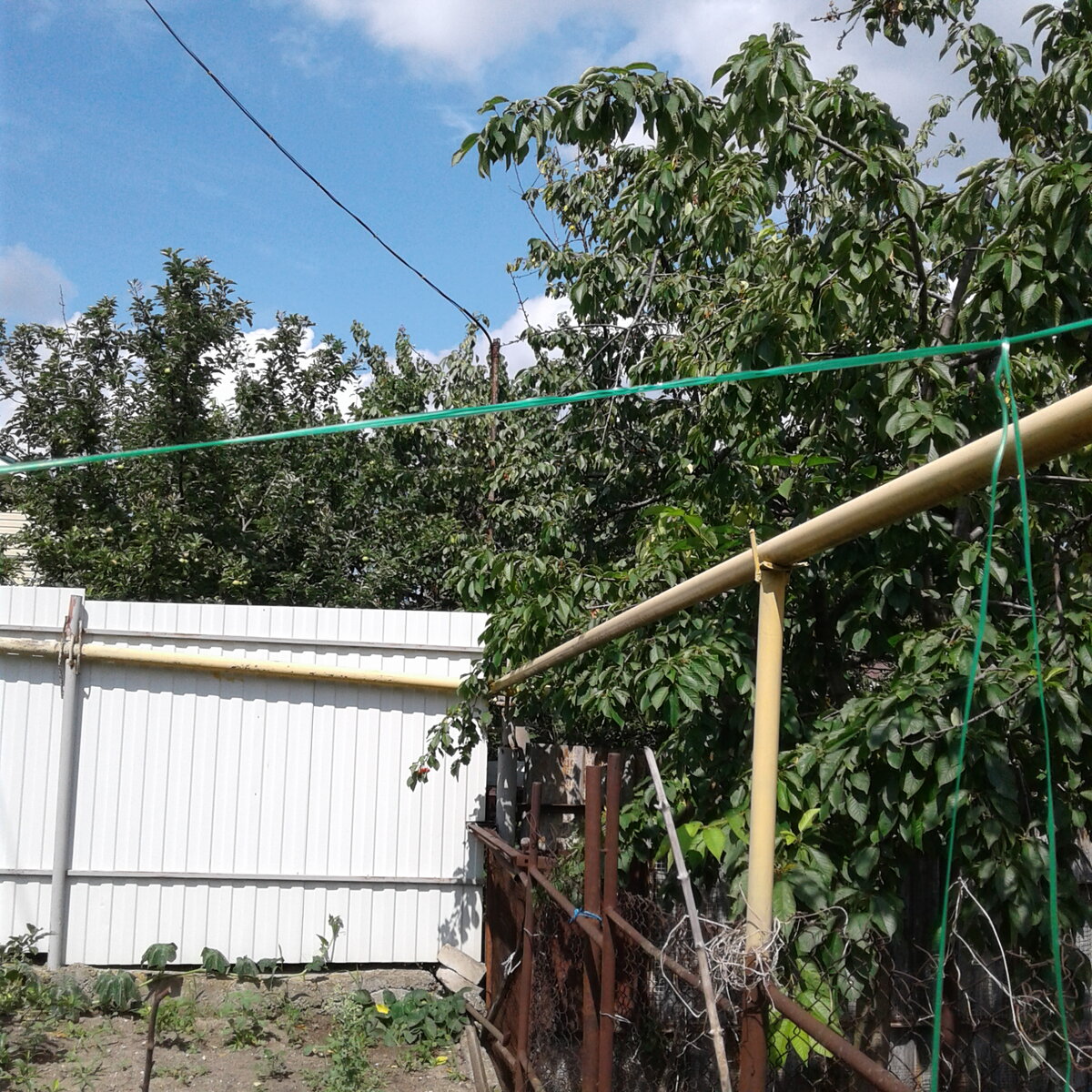 Соседи после сбора черешни подрезают свои ветви до забора, как будто они на следующий год не вырастут