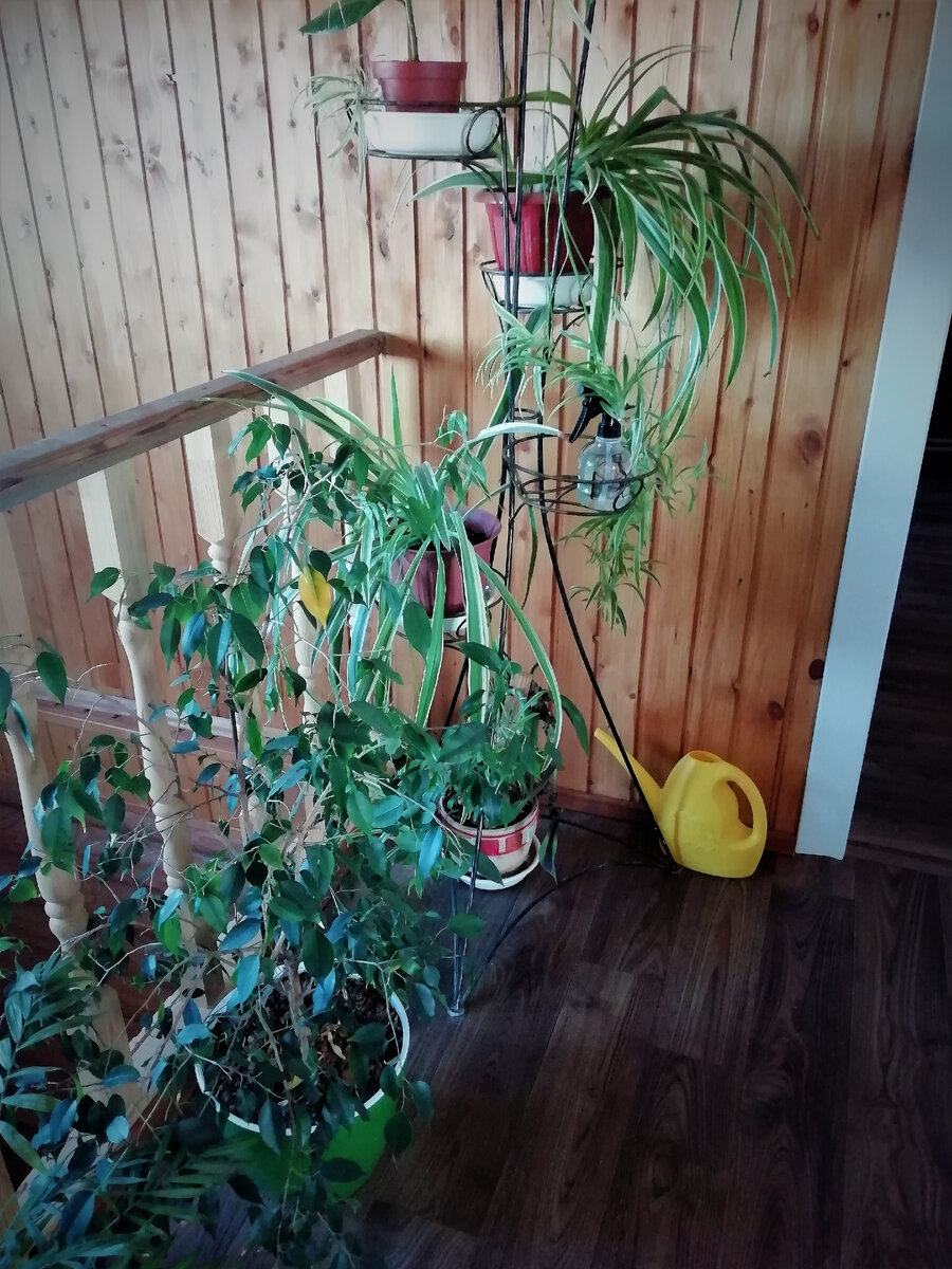 Цветы в моём доме