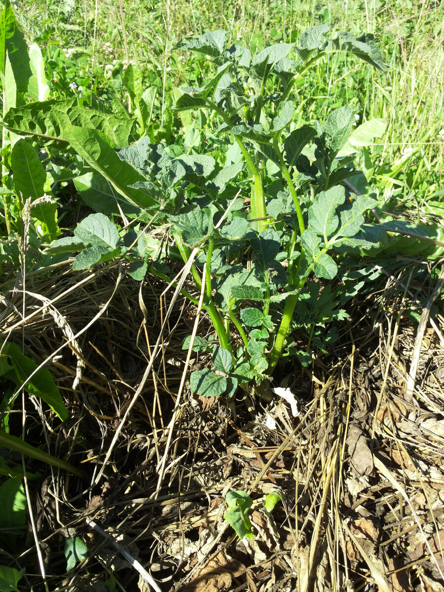 Картофель прорастает сквозь мульчу. 