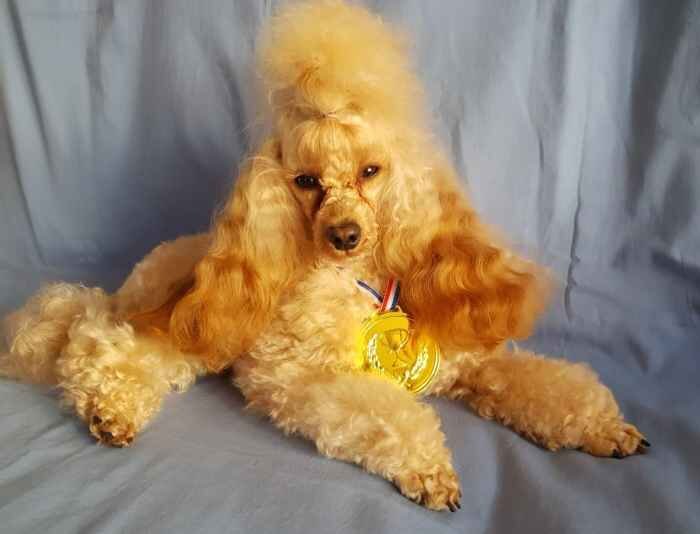 Кешью Мой Нежный Ангел