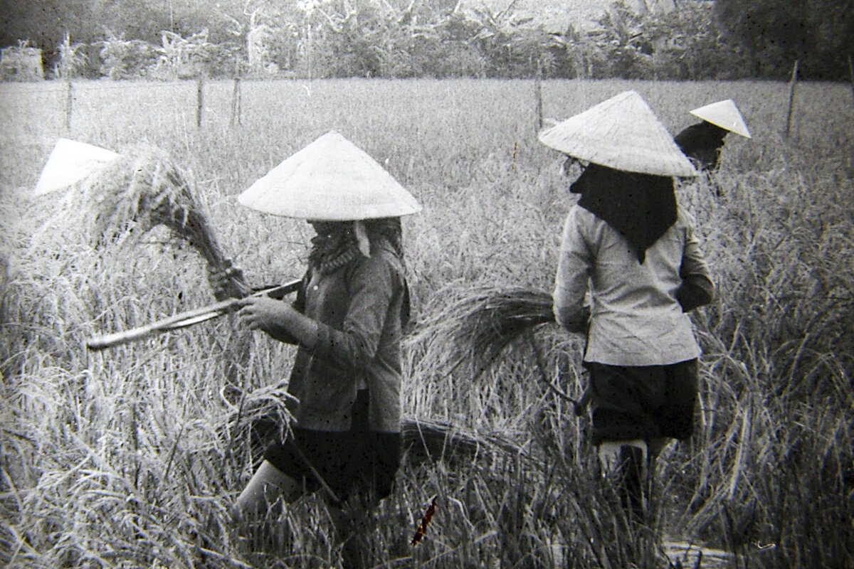 Уборка риса. Фотография из личного архива Виктора Болярского