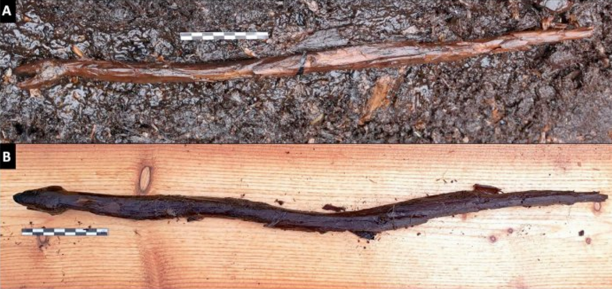 Фото: Наука и жизнь