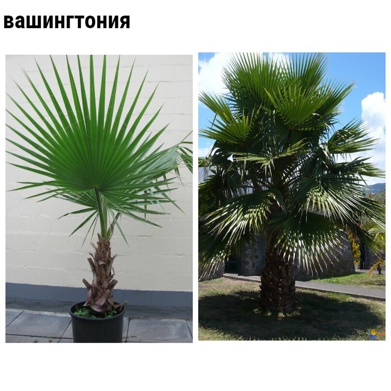 Разновидности домашних пальм – названия популярных видов с описаниями и фото
