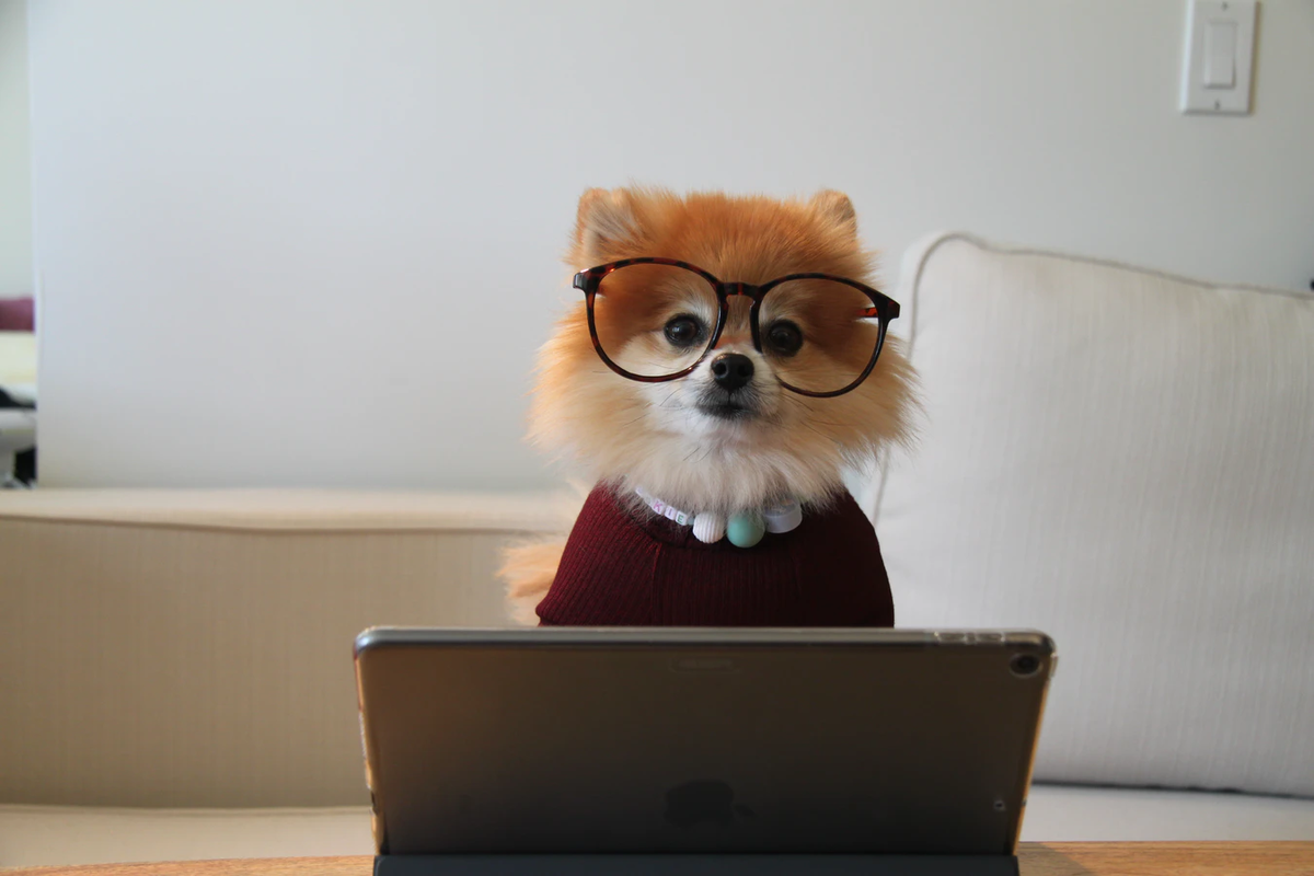 Cookie the Pom/Unsplash.com