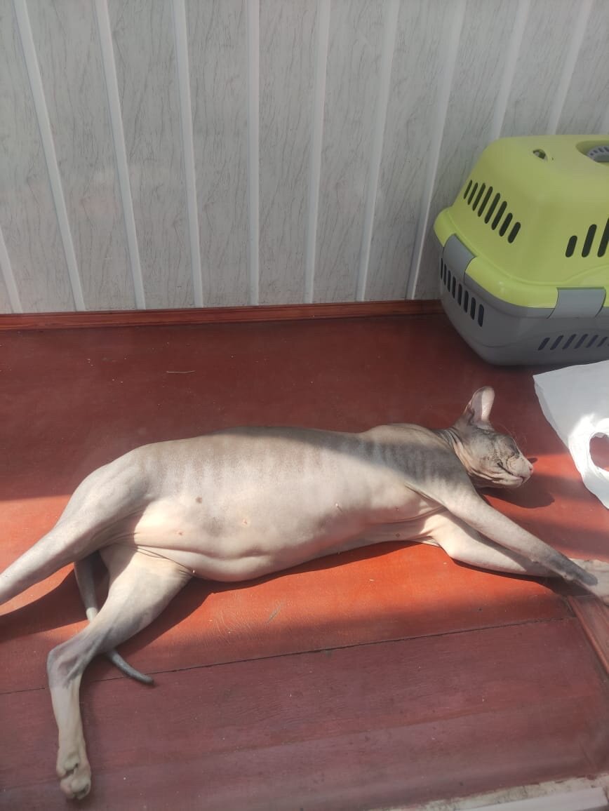 Фото расплавленного на балконе квартиры кота