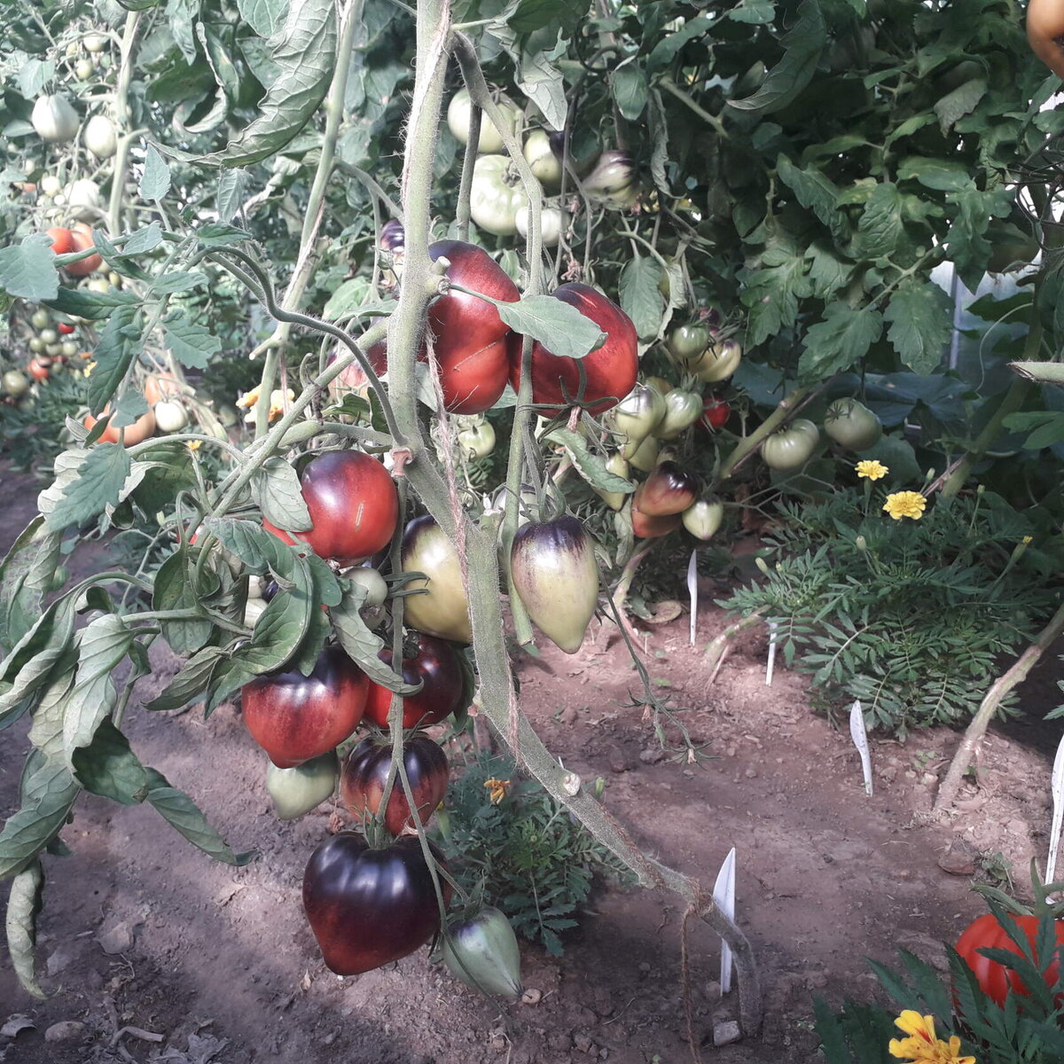 Фото автора от 16.07.21.