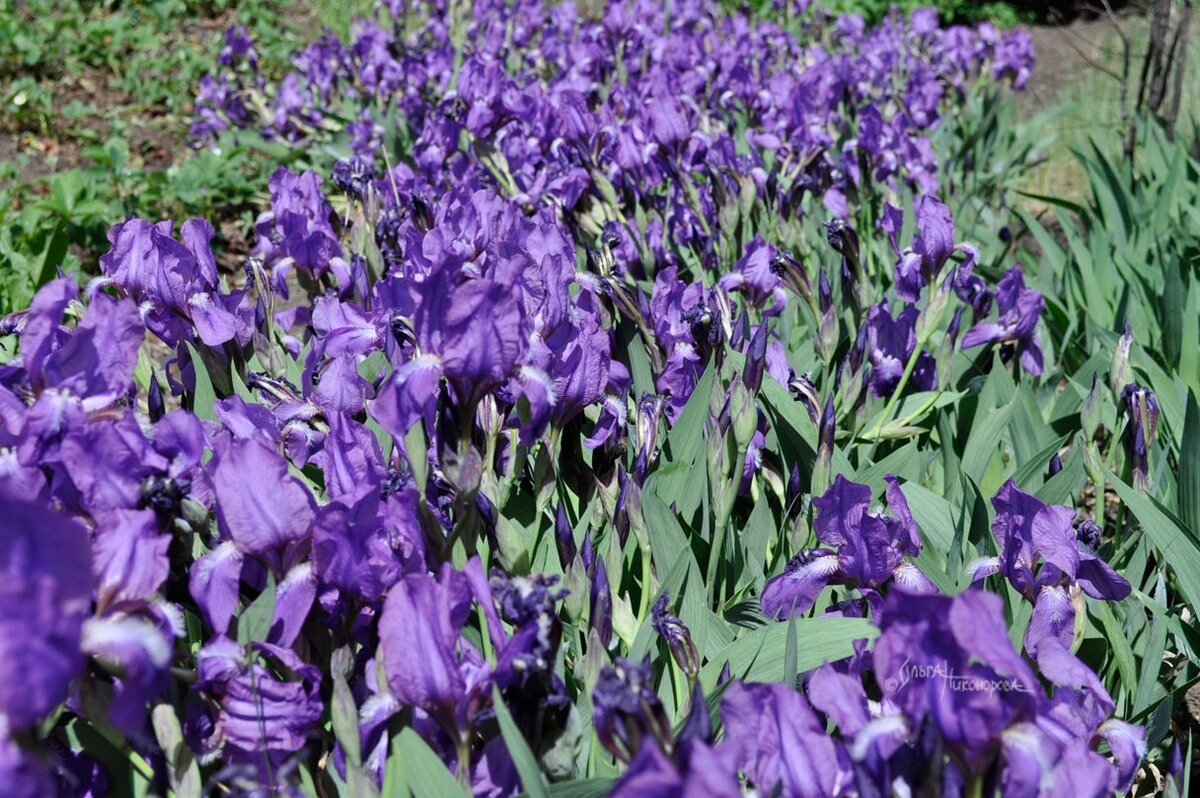 Всем знакомые сиреневые ирисы из СССР. Со мной поделилась маленьким корешком учительница по труду, когда я училась в средних классах. Учительница уже умерла, а память о ней растет у меня в саду!