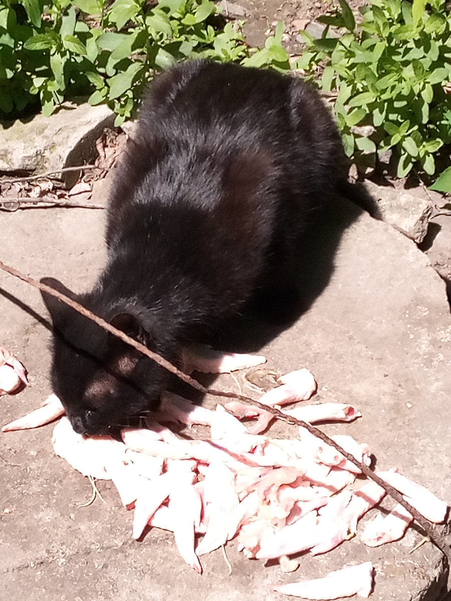 КОТИК ПРОДОЛЖАЕТ УСИЛЕННО ПИТАТЬСЯ