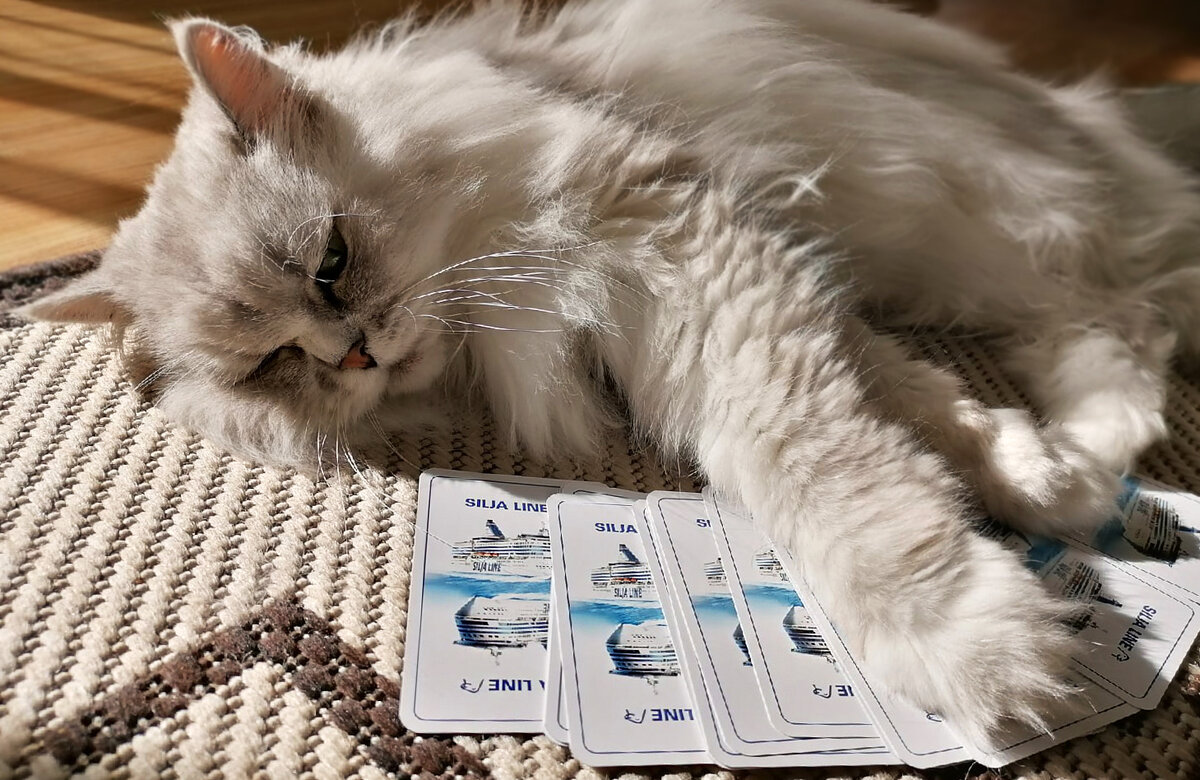 Серая кошка хочет сделать расклад, но у неё лапки. Фото автора