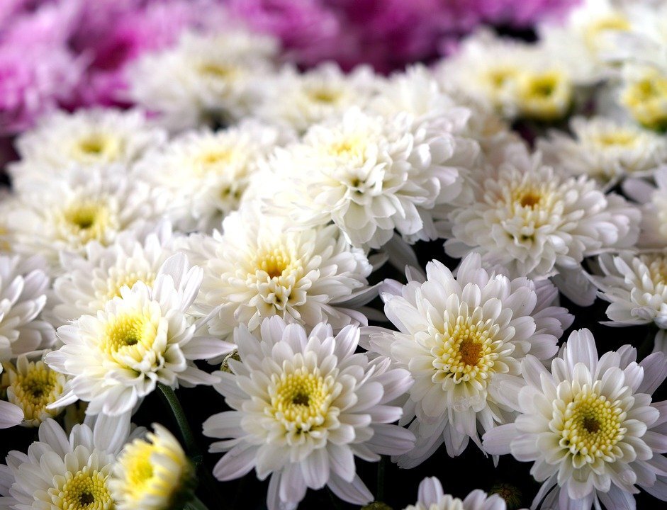 Фото с pixabay.com Хризантемы.