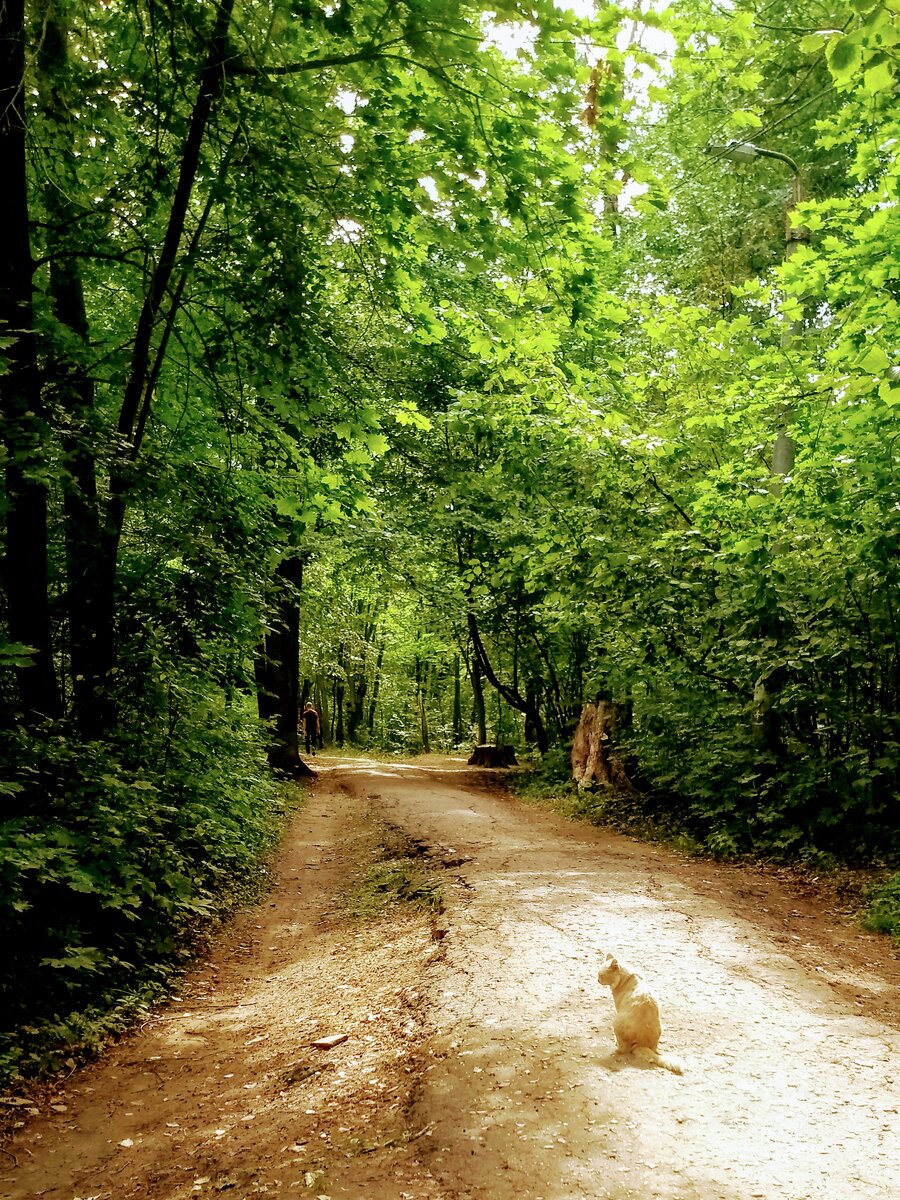 Наш парк   многих спасает от жары     