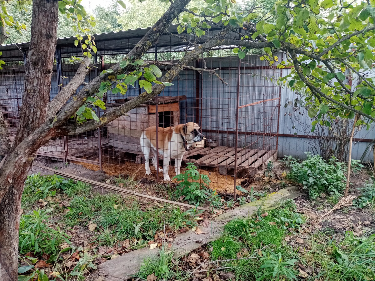 Багира. Фото из личного архива