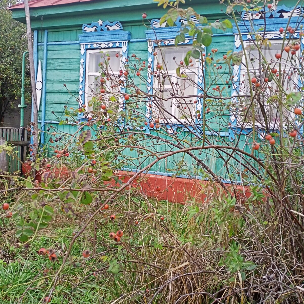 Каждый год куст разрастается.