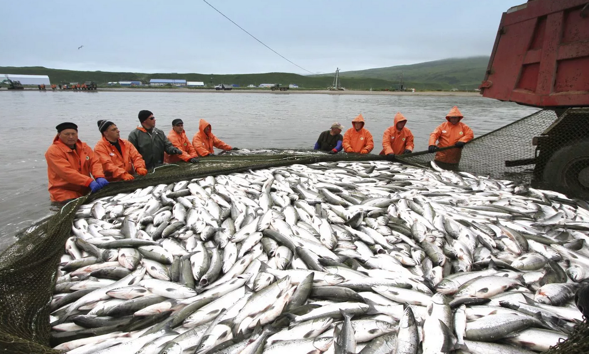 Рыбу не поделили: британцы и французы вновь воюют за морепродукты!