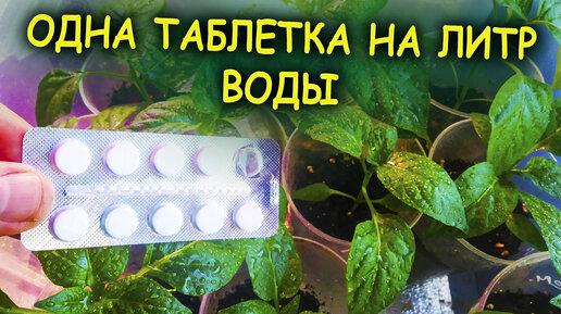 Одна таблетка из аптеки на литр воды для рассады творит чудеса! Как выращивать рассаду в домашних условиях. Выращивание рассады.