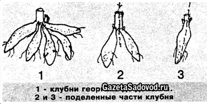 Схема посадки георгинов клубнями весной в открытый