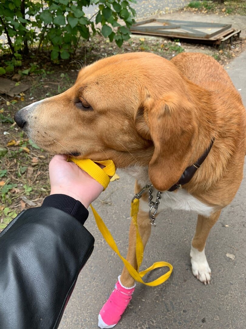 Люди взяли у нас собаку, а на следующей день решили её продать ...