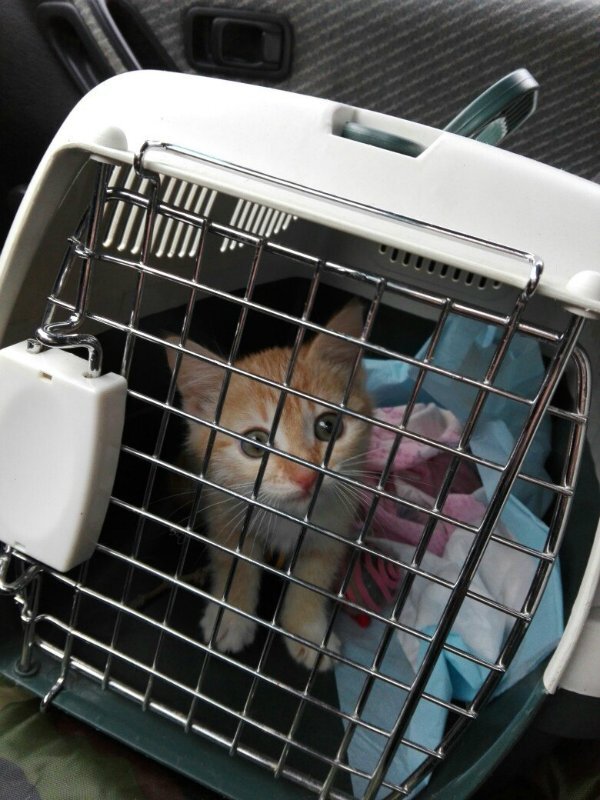 В пути на передержку