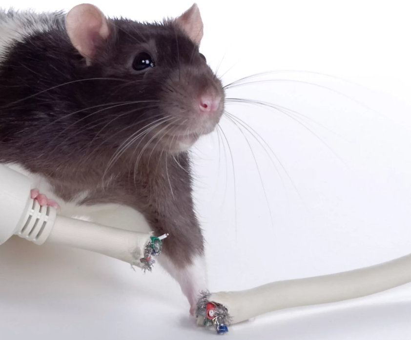 Мышь сеть. Крыса перегрызла кабель. Мышь перегрызла кабель.