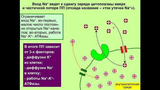 Дубынин В. А. - Химия мозга - Нейроны и потенциалы действия