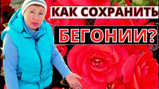 Как сохранить БЕГОНИИ до следующего сезона Размножение моим любимым способом