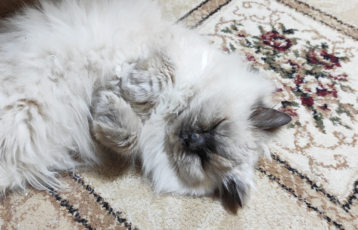 Биологические часы