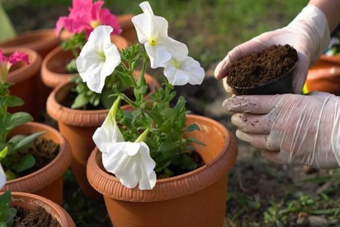 Пересадка в другой горшок