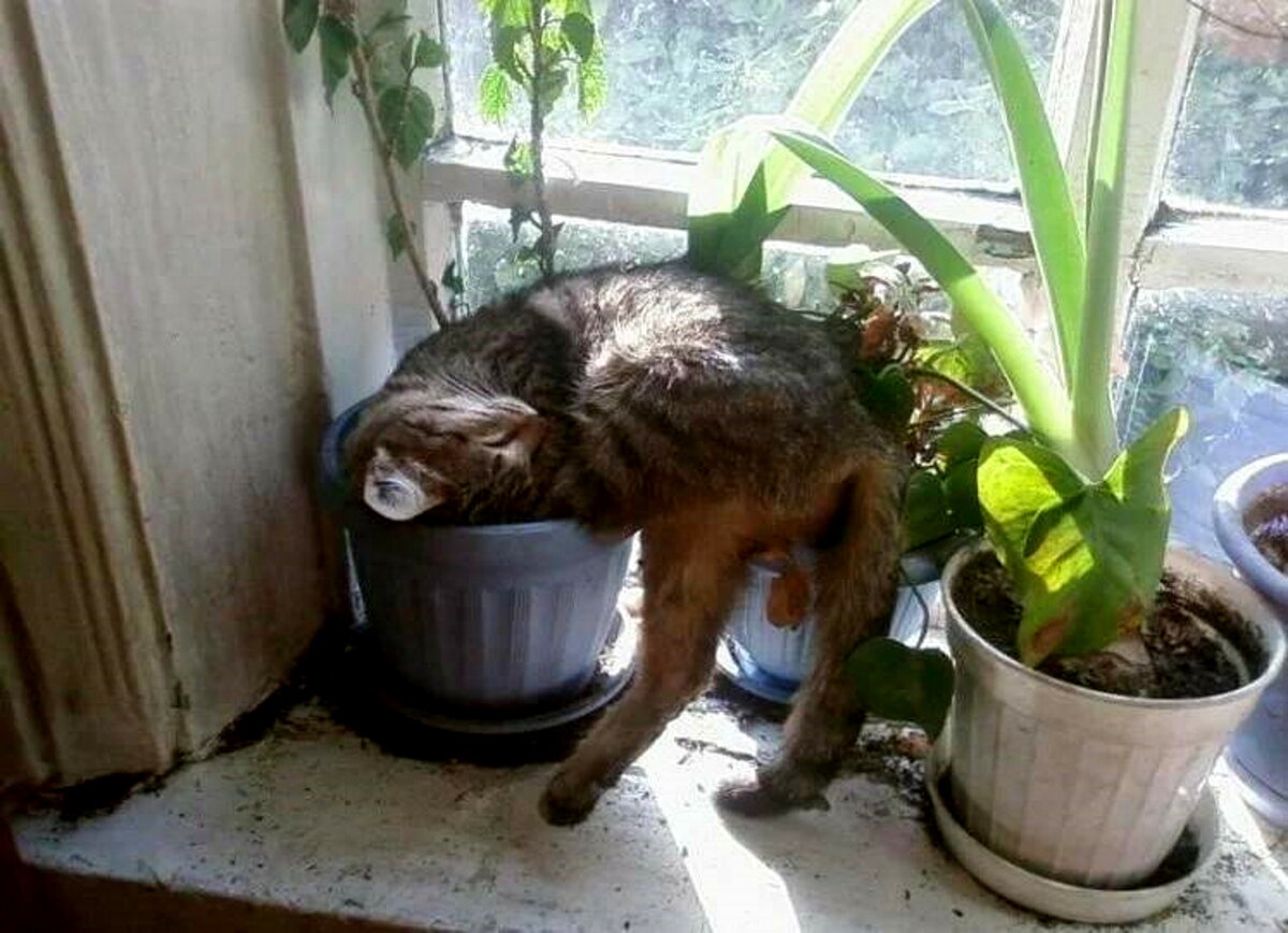 Давно ухаживает. Кошка в цветочном горшке. Спасти рассаду от кота. Коты и рассада юмор. Приколы про растения.