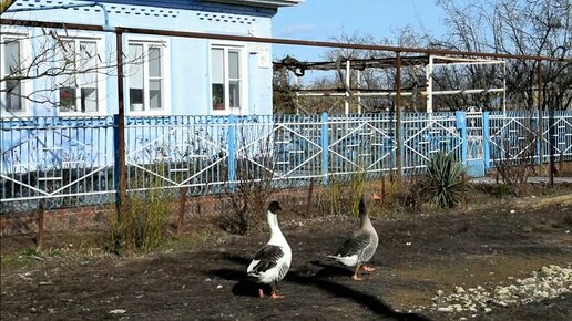 Астраханская семья вырастила 15 гусей и планирует расширение подворья