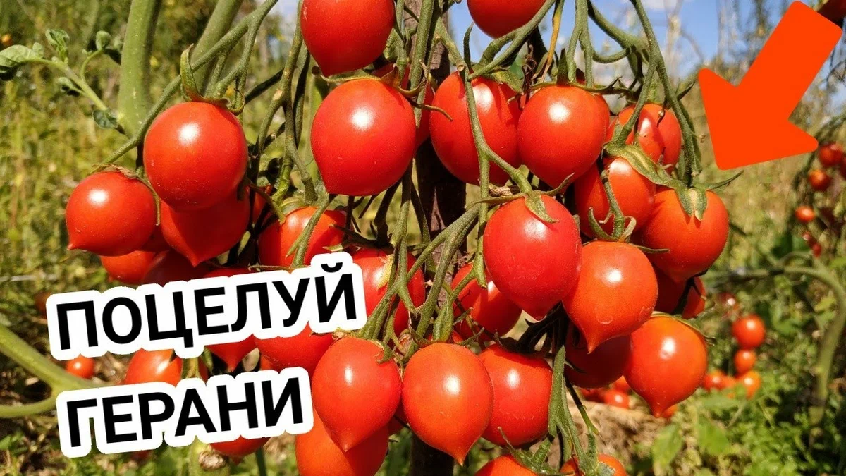 Отзыв о Семена Партнер "Томат Поцелуй" Очень урожайный сорт
