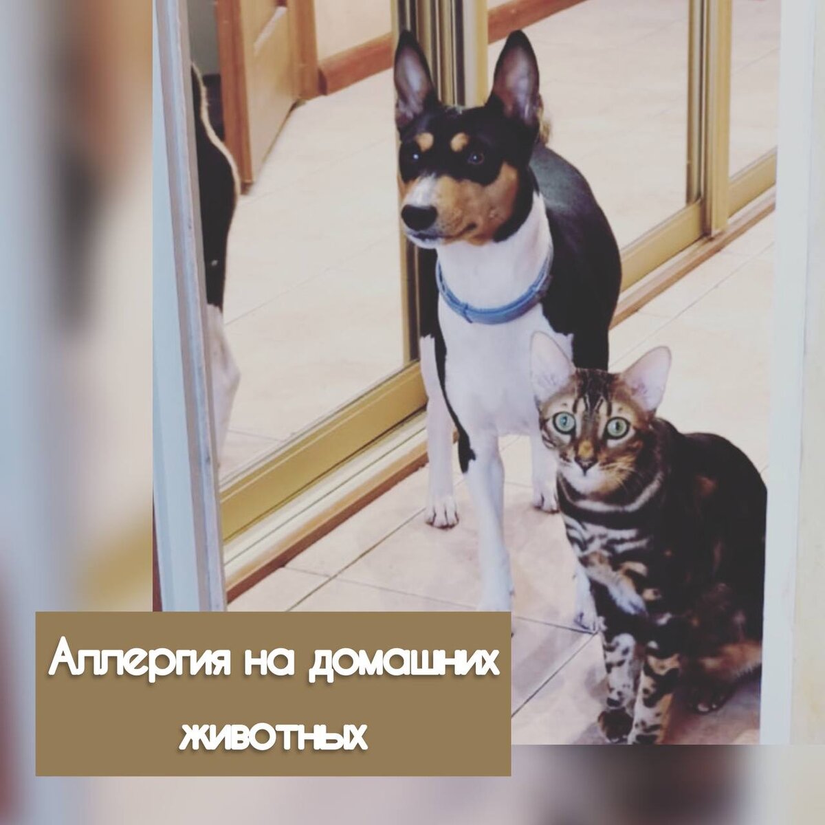 Я - сапожник без сапог.  В семье муж и ребёнок младший-аллергики. Да ещё и, так называемая, эпидермальная сенсибилизация. Попросту аллергия на животных.
Животных отдать мне никто не даёт. Нет, если конечно припрет…
Так почему эпидермальная? 
Да потому, что аллергия эта на слюну, мочу, пот животных. Биологические жидкости содержат молекулы, которые и запускают гиперэргическую р-ю организма.
🔆Есть нюансы:
🔹у  не стерилизованных животных концентрация молекул выше
🔹у самок ниже, чем у самцов
🔹малышей ниже, чем у половозрелых особей

🔆Почему шерсть? 
🔹потому что, животные вылизываются( так называемый, грумминг) и там могут обнаруживаться аллергены
🔹могут оставаться микрочастицы в паху, так как при испражнении, могут попадать капли мочи. 

🔆Варианты сенсибилизации (аллергизации):
🔹аллергический ринит
🔹атопический дерматит
🔹бронхиальная астма 

🔆Как быть, если ты не можешь расстаться с домашним питомцем? И твоё состояние, все ещё позволяет это.
🔹чаще мыть, гипоаллергенными шампунями.
❗️но, чем чаще моешь, тем чаще животное вылизывается и тем активнее работают потовые железы. Ну такое…
🔹для кошек разработали корм, хозяевам аллергикам, фирма Purina 
❗️но, с учётом внешне-политической и экономической ситуации, не понятно как этот корм будет к нам доходить и сколько он будет стоить? 
И, кормить надо только им! Никаких вкусняшек👆
И, не факт, что поможет 💯 %.
🔹чаще проводить влажную уборку, химчистку, избавиться от ковров, тяжелых штор, покрывал с высоким ворсом и других пылесборников. Потому что частицы эпидермиса, биологических жидкостей и шерсть, содержится в частицах домашней пыли. 
❗️вы лишь уменьшите концентрацию аллергена, но не уберёте его.
🔹не пускать животное в постель, не целовать, ни обнимать, не тереть лицо и глаза после контакта
❗️зачем нужен кот, если его нельзя помять или потискать?
Вы можете остановить детей, от контакта с животным? Я - нет. Я даже мужа не могу остановить.
🔹вы можете наконец, решиться и пристроить питомца в хорошие руки.
❗️во-первых, надо вычистить и вымыть всю квартиру неоднократно и выкинуть все абсолютно, что соприкасалось с Вашим животным.
❗️нет гарантии, что при контакте с животными в другом месте и даже на улице, не будет бурной реакции на него.

Были вопросы пациентов:
✅Можно ли избавиться от аллергии на животных?
🔹скорее нет
❗️бывали случаи, что испытав однажды эту неприятность на себе, через много лет, человек заведёт кошку или собаку и все хорошо. 
Тогда смотрите нюансы выше, либо, по накопительному принципу, это может выстрелить позже 😕
✅Как лечить? 
🔹да по сути, как и все остальное.
🔻антигистаминные
🔻антилейкотриеновые
🔻назальные глюкокортикосткроиды
🔻ингаляторные кортикостероид
🔻ну и… системные глюкокортикосткроиды

🔹Так же есть такой чудесный метод , как АСИТ( о нем уже назрел пост, конечно)
❗️Но! Препарат был французский, находился на стадии прохождения регистрации и…пока ничего
И, отечественные ученые занимались этой проблемой. Под руководством академика Караулова, на базе РААКИ, но 2020 пандемийный год, внёс свои коррективы. На какой стадии все это сейчас, пока не понятно.
Вот такая информация на сегодня!