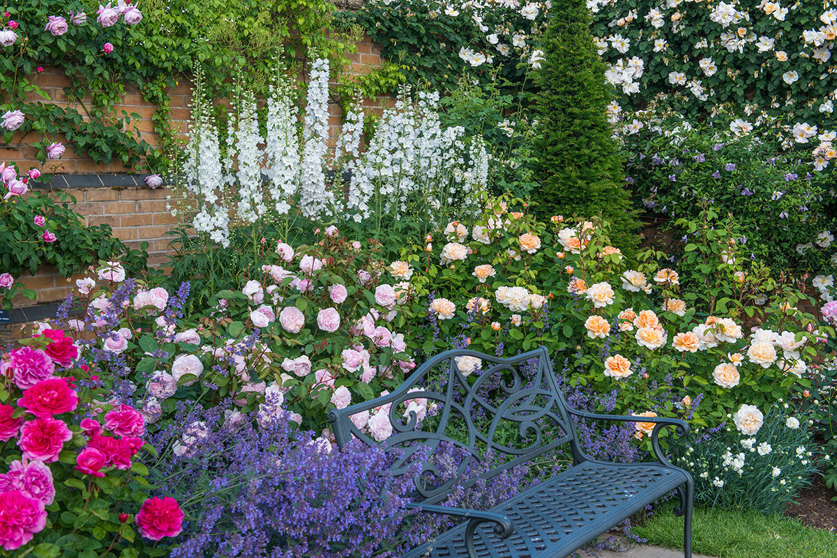 Фото David Austin Rose Gardens