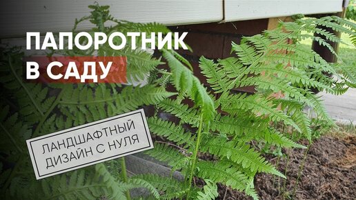 Папоротник в саду | Ландшафтный дизайн с нуля