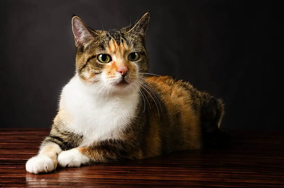 Torbie cat. Красивые кошки. Коты представляют коты представляют. Коты представляет типа. Коты представляет типа.