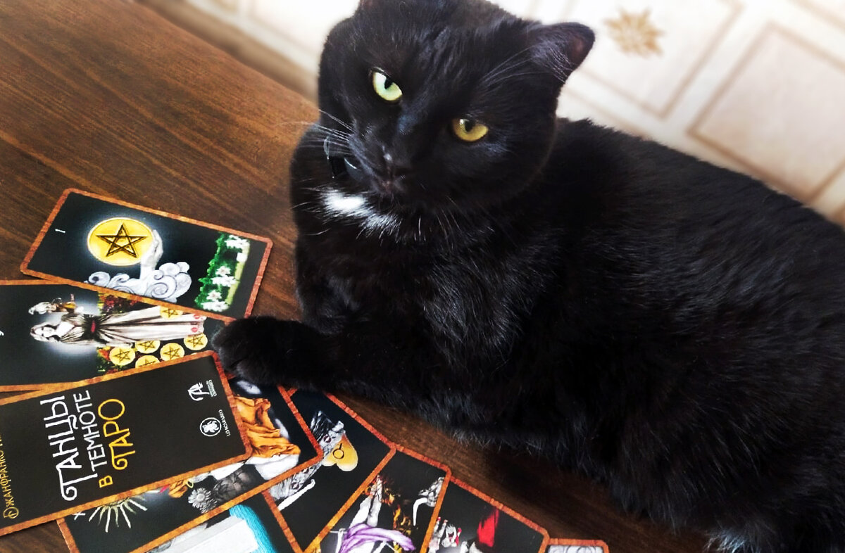 Чёрная кошка и Таро "Танцы в темноте". Фото автора