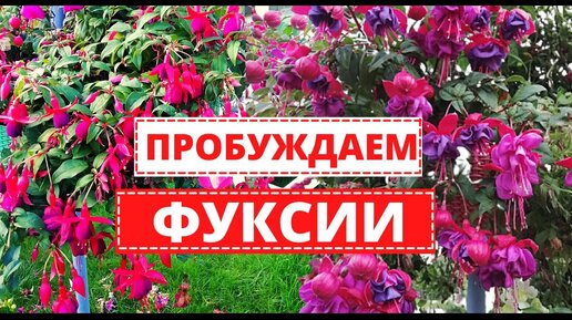 ФУКСИЯ после зимовки. Как и когда пересадить взрослые Фуксии 2021 г