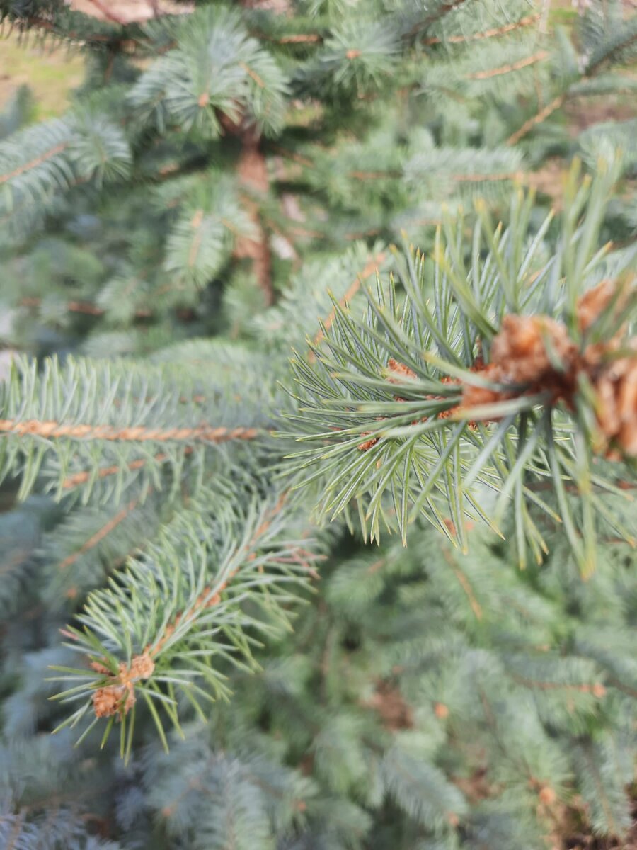 Голубая ель умытая  весенним дождём.  Апрель 2022.