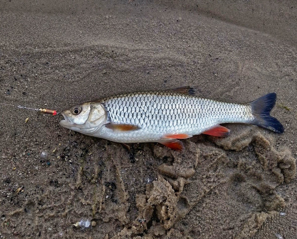 Mepps - вертушки, которые поймают всегда! | PK-Fishing | Дзен