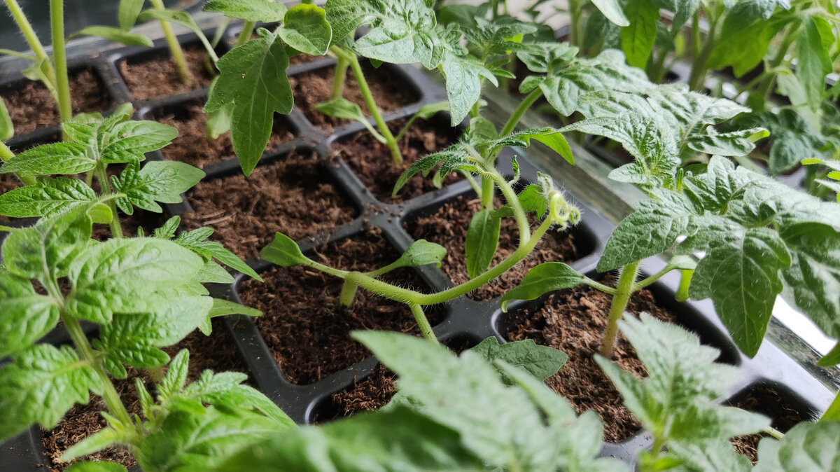 У рассады томатов утолщение и она закрутилась.