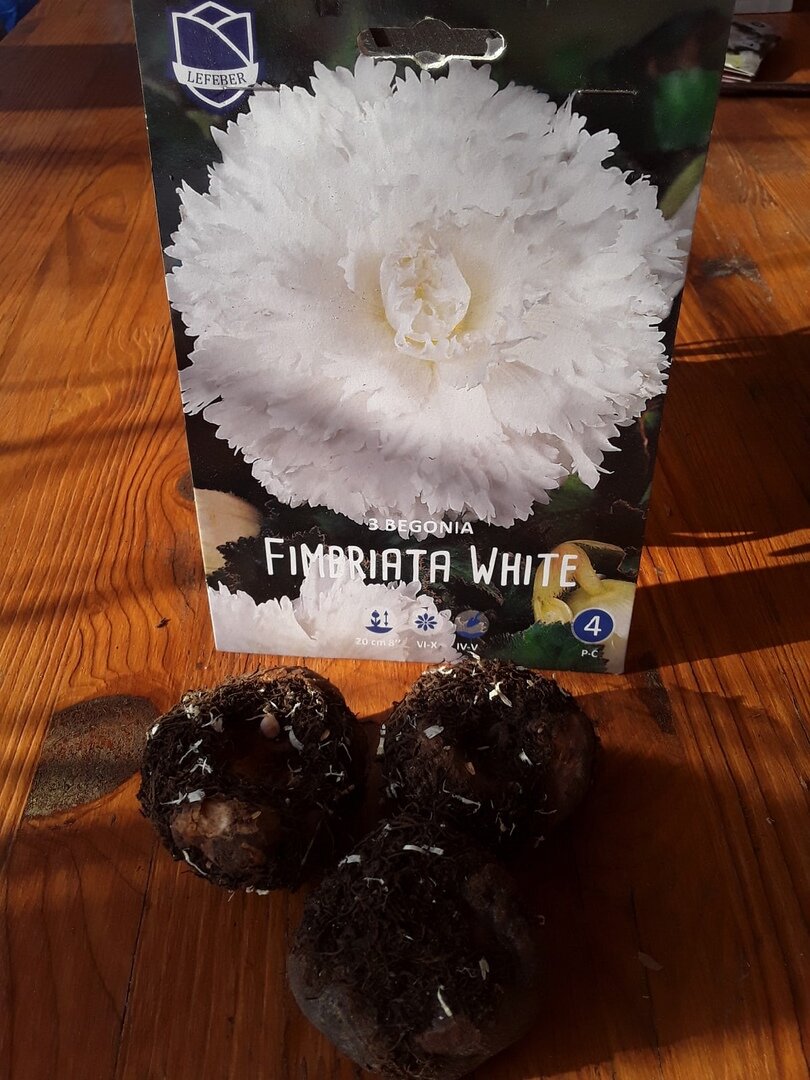 Будущий цветок, сорт White