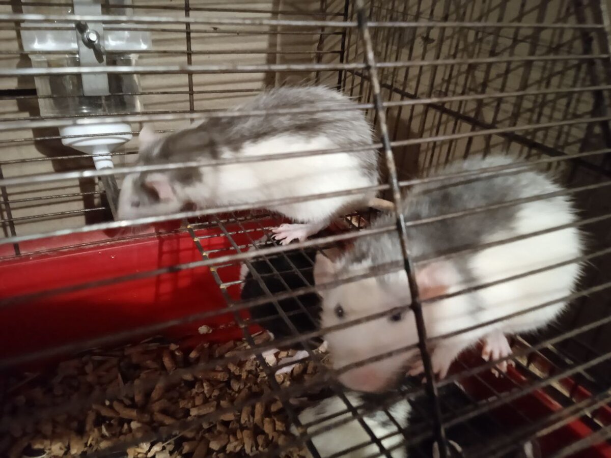 Грызуны - очень нюхастые существа 