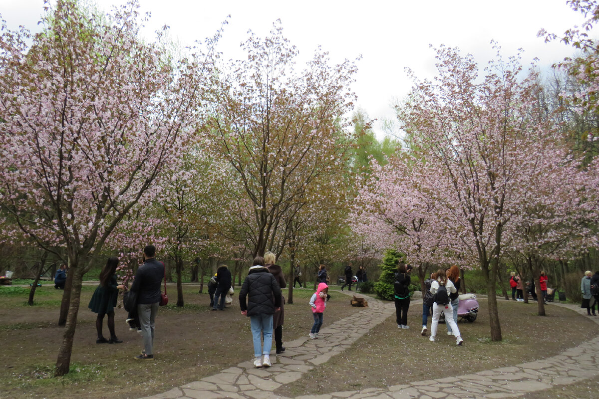 Цветущая сакура в москве ботанический сад