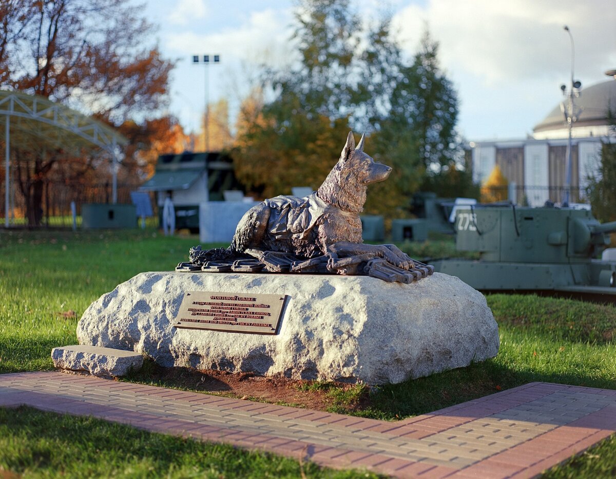 собаки в москве