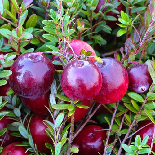 Клюква крупноплодная пилигрим