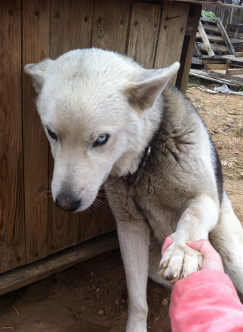 Пристала с лапой своей))